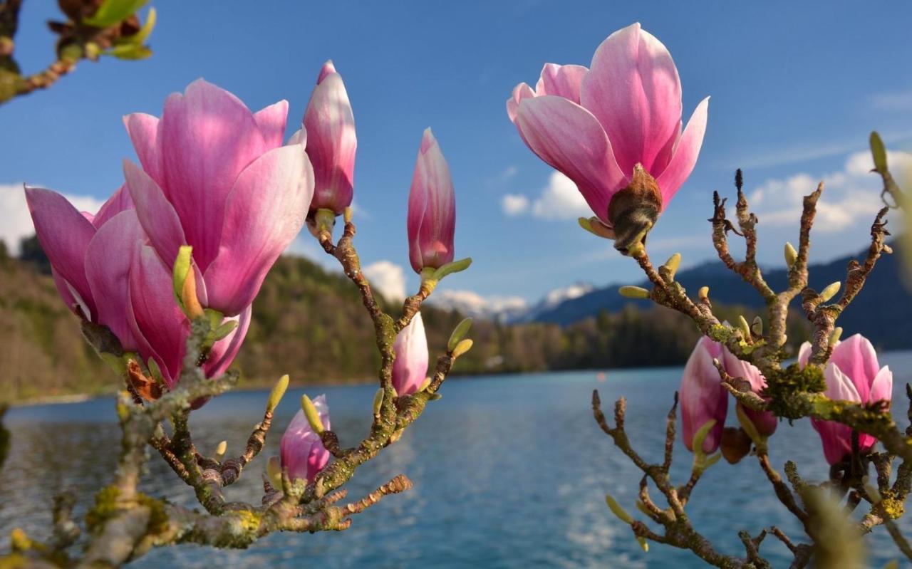 Hotel Vogelweiderhof Salzburg Ngoại thất bức ảnh